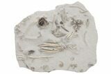 Fossil Crinoid Plate (Seventeen Species) -Crawfordsville, Indiana #197612-1